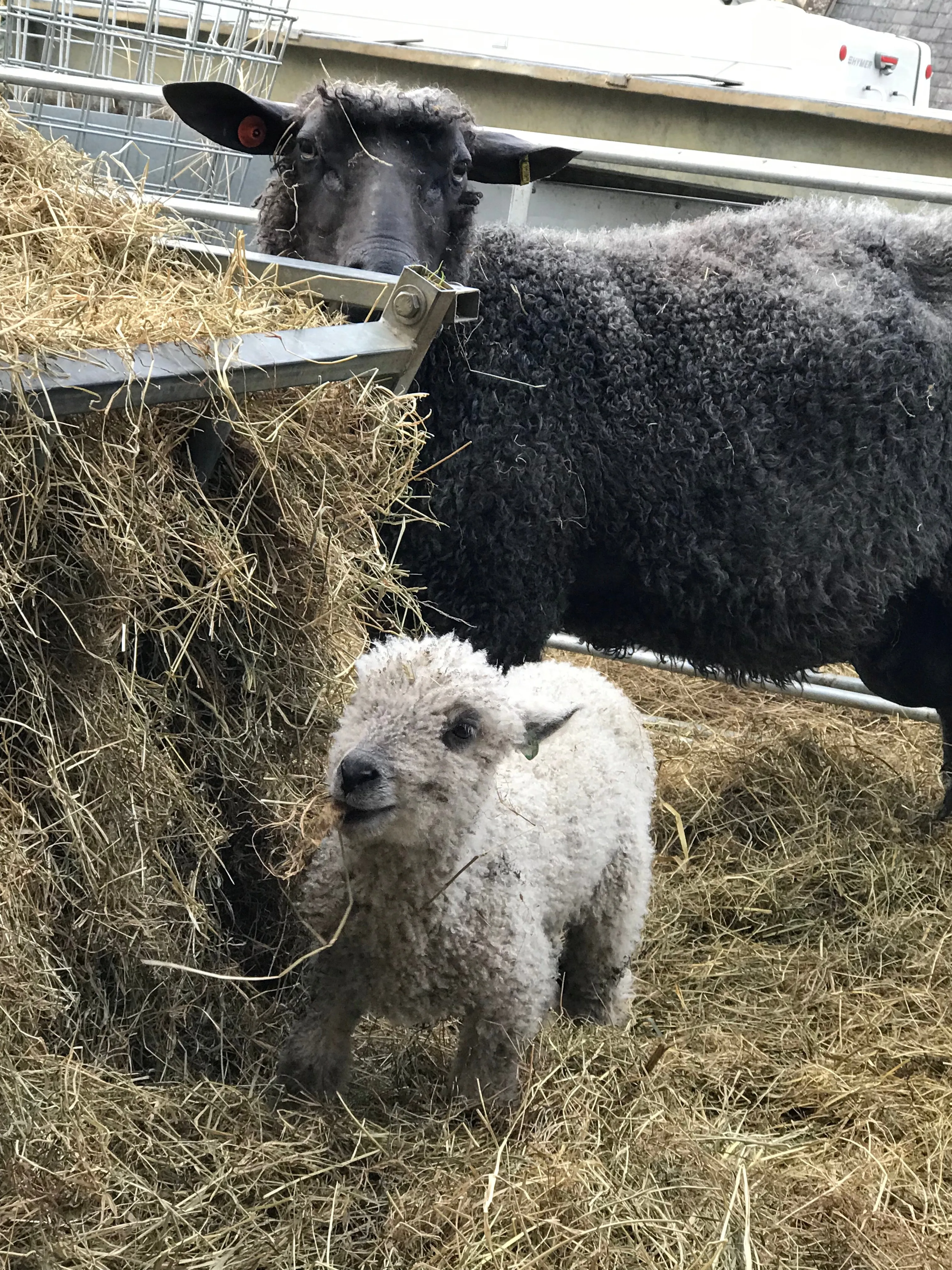 Little Ed - read his farm story