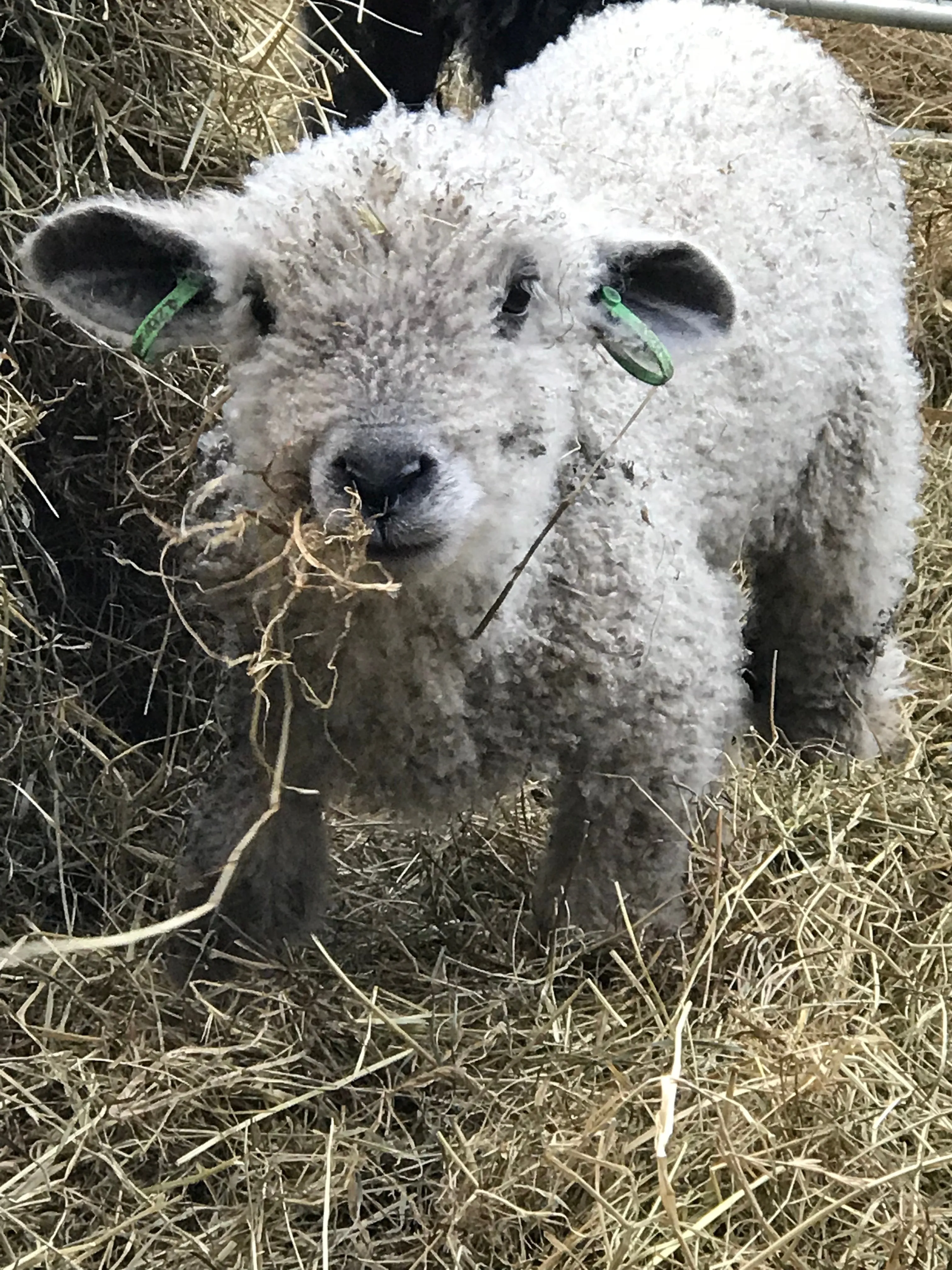 Little Ed - read his farm story